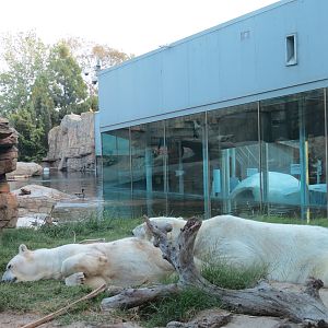 Northern Frontier - Polar Bear Plunge - Polar Bear Exhibit