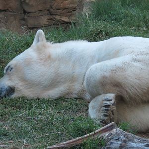 Northern Frontier - Polar Bear Plunge - Polar Bear Exhibit