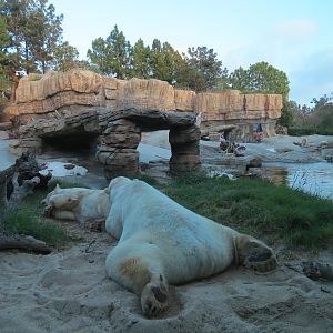 Northern Frontier - Polar Bear Plunge - Polar Bear Exhibit
