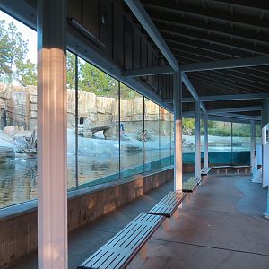 Northern Frontier - Polar Bear Plunge - Polar Bear Exhibit