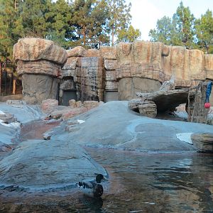 Northern Frontier - Polar Bear Plunge - Polar Bear Exhibit