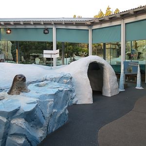 Northern Frontier - Polar Bear Plunge - Polar Bear Interpretive Play Area