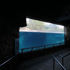 Northern Frontier - Polar Bear Plunge - Polar Bear Exhibit