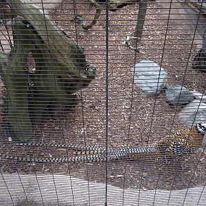 Northern Frontier - Bird Exhibits - Reeve's Pheasant