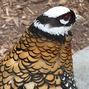Northern Frontier - Bird Exhibits - Reeve's Pheasant