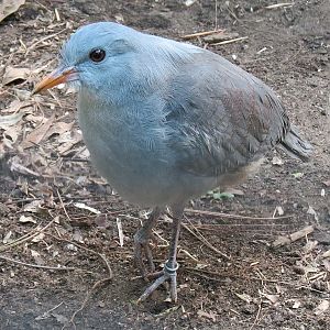 Northern Frontier - Bird Exhibits - Kagu