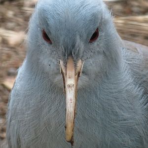 Northern Frontier - Bird Exhibits - Kagu