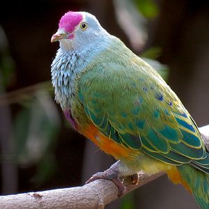 Northern Frontier - Bird Exhibits - Mariana Fruit Dove