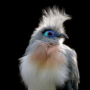 Northern Frontier - Bird Exhibits - Crested Coua