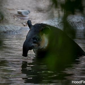 bairds tapir