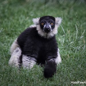 bw ruffed lemur