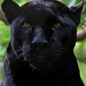 the definition of beauty