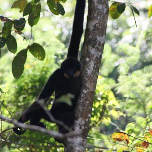 Buff-cheeked Giibon (Nomascus gabriellae)