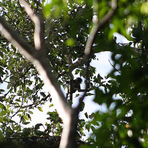 Annamese Silvered Langur (Trachypithecus margarita)