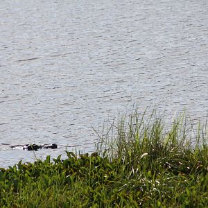 Siamese Crocodile (Crocodylus Siamensis)