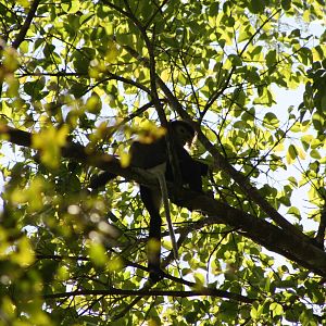 Black-shanked Douc (Pygathrix nigripes)