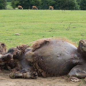 Bactrian camel : Whipsnade : 29 Jun 2014