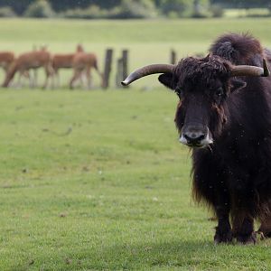 Yak : Whipsnade : 29 Jun 2014