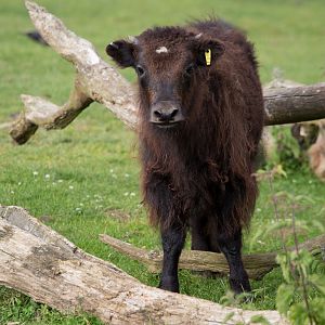 Yak calf : Whipsnade : 29 Jun 2014