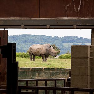 Southern white rhinoceros : Whipsnade : 29 Jun 2014