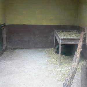 Giant Anteater Exhibit at South Lakes, 04/07/14