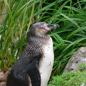 Humboldt Penguin at South Lakes, 04/07/14