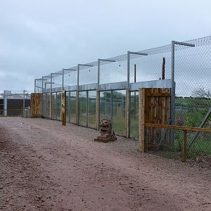 Jaguar Viewing at South Lakes, 04/07/14