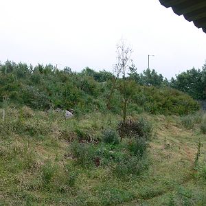 Arctic Wolf exhibit at South Lakes, 04/07/14