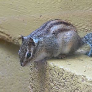 Siberian Chipmunk at South Lakes, 04/07/14