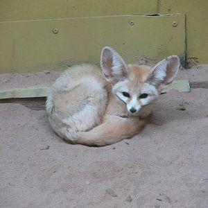 Fennec Fox at South Lakes, 04/07/14