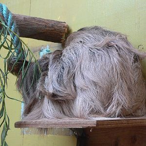 Linnaeus Two-toed Sloth at South Lakes, 04/07/14