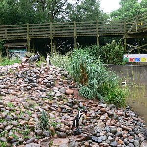 Penguin Exhibit at South Lakes, 04/07/14