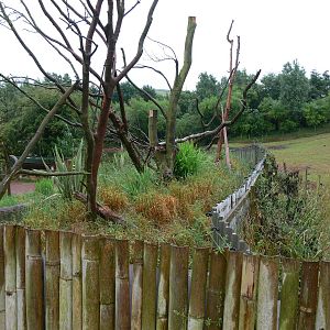Raccoon Exhibit at South Lakes, 04/07/14
