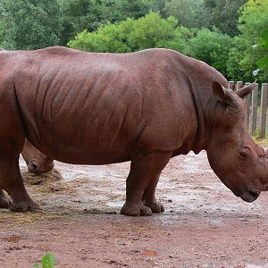 Southern White Rhino at South Lakes, 04/07/14