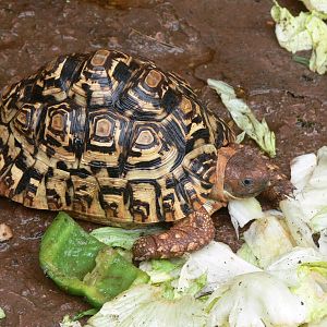 Leopard Tortoise at South Lakes, 04/07/14