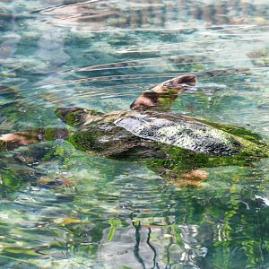 Loggerhead Turtle at Miami Seaquarium, 16/10/13