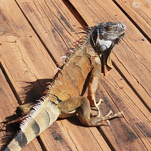 Wild Green Iguana at Miami Seaquarium, 16/10/13