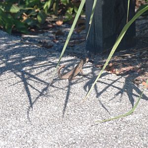 Wild Curly-tailed Lizard at Miami Seaquarium, 16/10/13