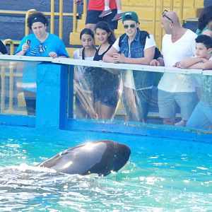 Killer Whale Meets the Public at Miami Seaquarium, 16/10/13
