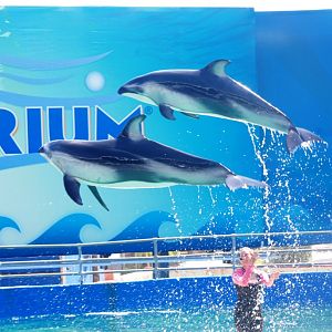 Pacific White-sided Dolphins at Miami Seaquarium, 16/10/13
