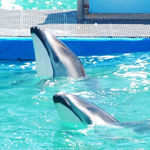 Pacific White-sided Dolphins at Miami Seaquarium, 16/10/13