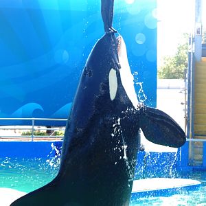 Killer Whale 'Lolita' at Miami Seaquarium, 16/10/13