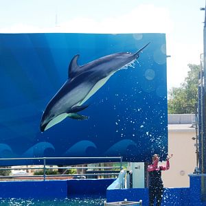 Pacific White-sided Dolphin at Miami Seaquarium, 16/10/13