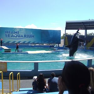 Killer Whale and Dolphin Stadium at Miami Seaquarium, 16/10/13
