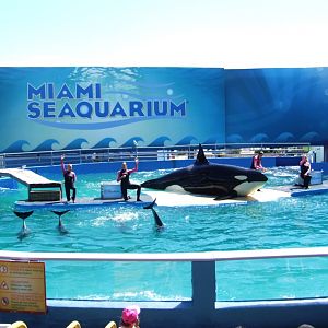 Killer Whale and Dolphin Stadium at Miami Seaquarium, 16/10/13