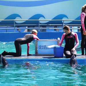 Whale and Dolphin Show Team at Miami Seaquarium, 16/10/13
