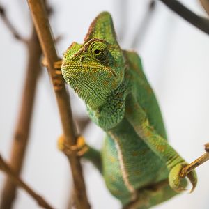 Veiled chameleon : Whipsnade : 05 Jul 2014