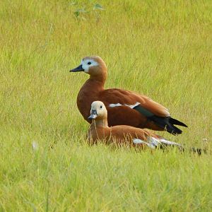 Jun. 2014 - Africa - African Plains (New 2014!) - Ruddy Shelducks