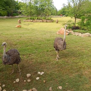 Jun. 2014 - Africa - African Plains (New 2014!) - Ostriches