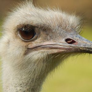 Jun. 2014 - Africa - African Plains (New 2014!) - Ostrich